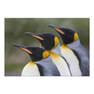 Antarctica, South Georgia Island UK), King Photo Print
