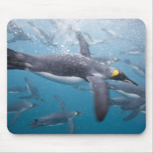 Antarctica, South Georgia Island UK Mouse Pad