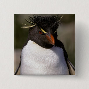 Antarctica, Sub-Antarctic Islands, South 5 15 Cm Square Badge