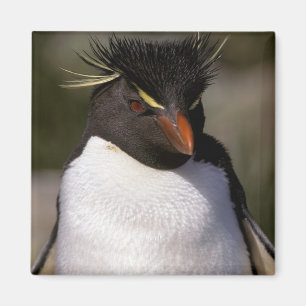 Antarctica, Sub-Antarctic Islands, South 5 Magnet