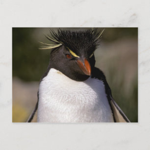 Antarctica, Sub-Antarctic Islands, South 5 Postcard