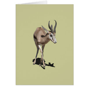 Antelope Baby