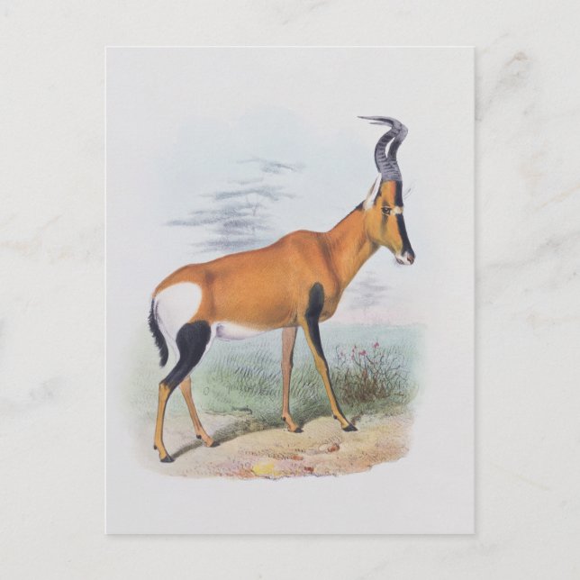 Antelope, from 'The Book of Antelopes', Postcard (Front)