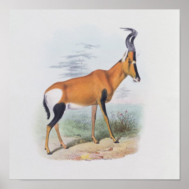 Antelope, from 'The Book of Antelopes', Poster (Front)