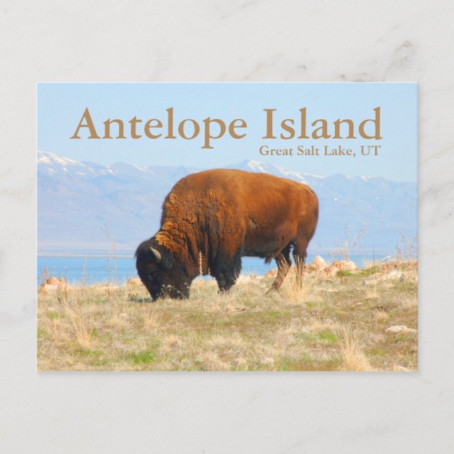 Antelope Island, Great Salt Lake, Utah Postcard (Front)
