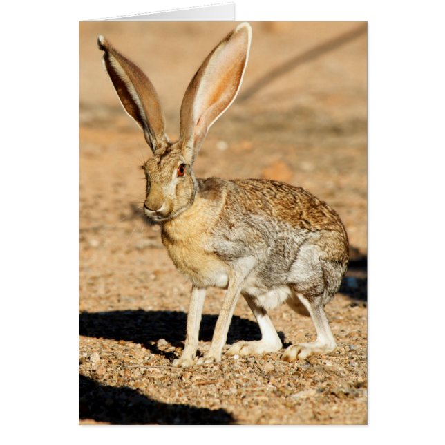 Antelope jackrabbit portrait, Arizona (Front)