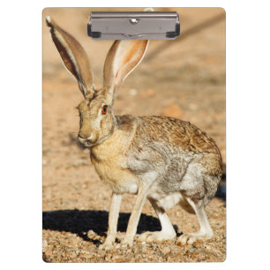 Antelope jackrabbit portrait, Arizona Clipboard