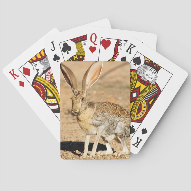 Antelope jackrabbit portrait, Arizona Playing Cards (Back)
