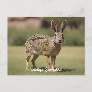 Antelope Jackrabbit standing on grass Postcard