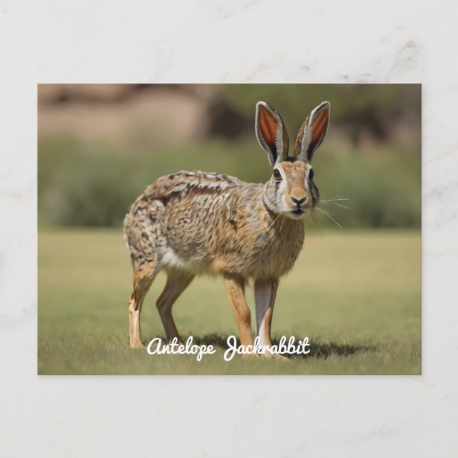 Antelope Jackrabbit standing on grass Postcard (Front)