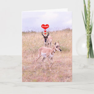 Antelope Love Card