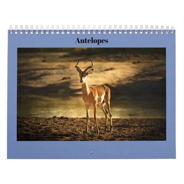 Antelopes Calendar (Cover)