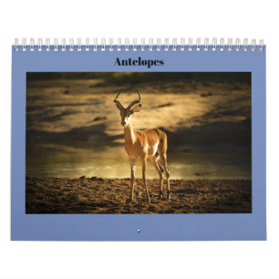 Antelopes Calendar