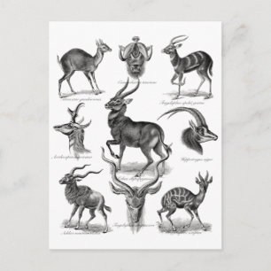 Antelopes Postcard