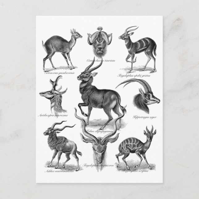 Antelopes Postcard (Front)