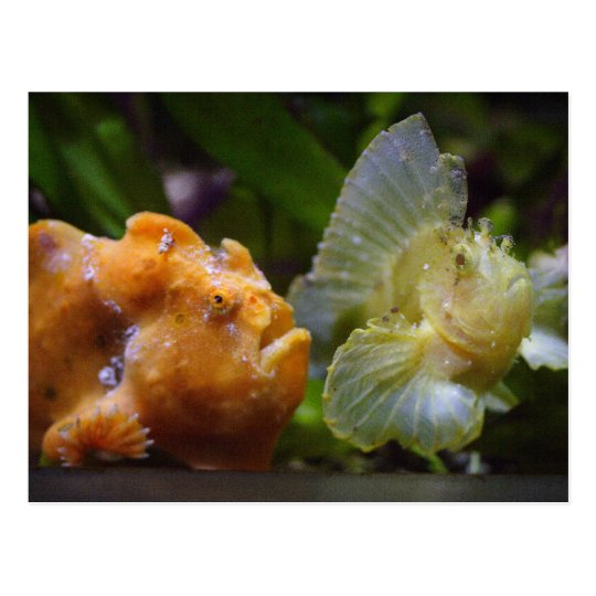 Antennarius commerson & Taenianotus triacanthus Postcard