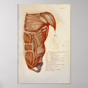 Anterior Chest Muscle Anatomy Print French