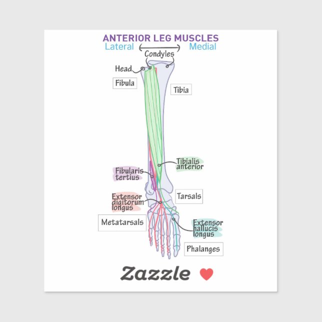 Anterior Leg Muscles DITKI Magnet (Sheet)