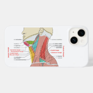 Anterior Posterior Triangles neck Anatomy Muscles  Case-Mate iPhone 14 Case