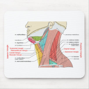 Anterior Posterior Triangles neck Anatomy Muscles Mouse Pad