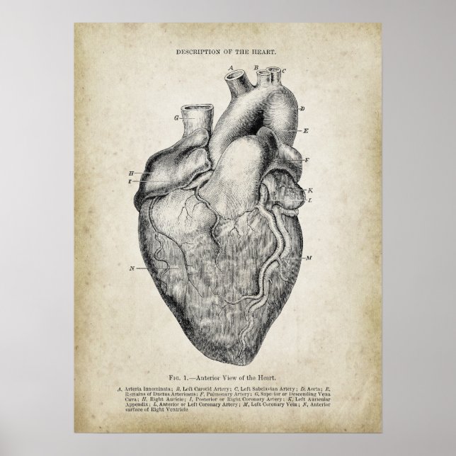 Anterior View of The Heart Anatomy Poster (Front)
