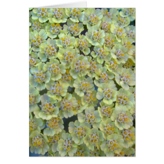 Anthea Yarrow Close (Front)