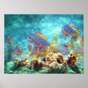 Anthias - Colourful school of fish at coral reef Poster