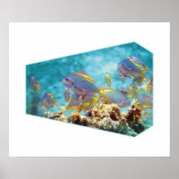 Anthias fish at coral reef - Photographic design |