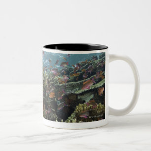 Anthias (Pseudanthias sp.) Fairy Basslets Two-Tone Coffee Mug