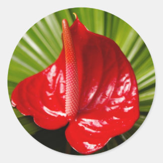 Anthirium Classic Round Sticker