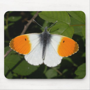 Anthocharis cardamines mouse pad