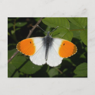 Anthocharis cardamines postcard
