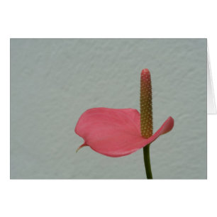 Anthurium