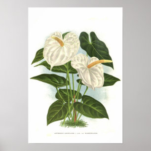 Anthurium andreanum poster