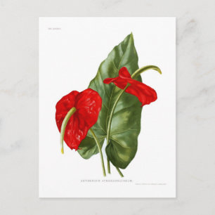 Anthurium atrosanguineum postcard