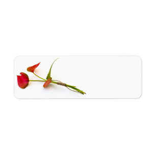 Anthurium flower return address label