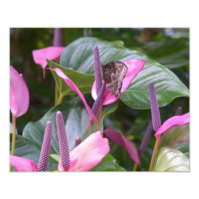 Anthurium Flower with Butterfly 20"x16" Photo Print (Front)