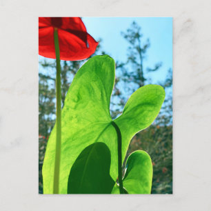 Anthurium Leaves Postcard