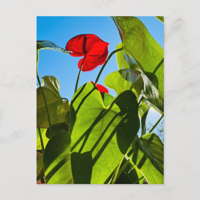 Anthurium Leaves Postcard (Front)