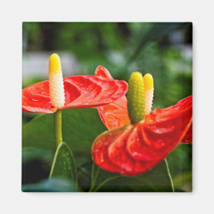 Anthurium Multi Magnet