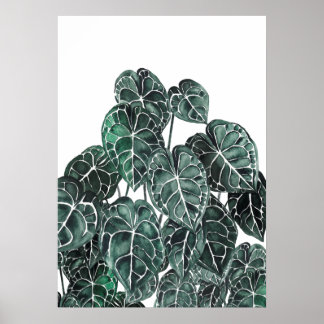Anthurium Plant Leaf Poster