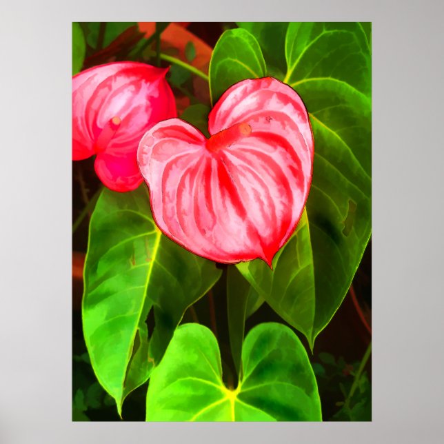 Anthurium Plant Poster (Front)