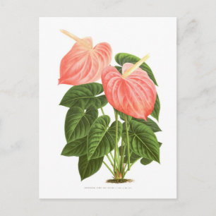 Anthurium Postcard