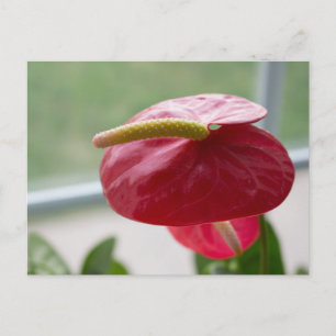 Anthurium, red, green, bloom, photography postcard