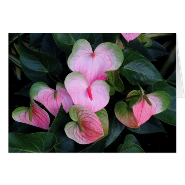 Anthuriums (Front Horizontal)