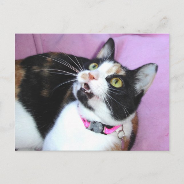 anticipation postcard (Front)