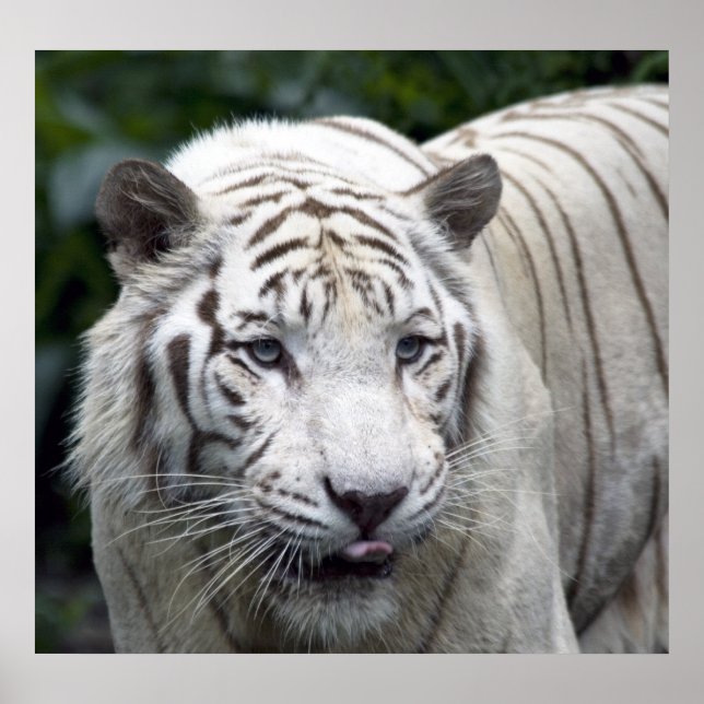 Anticipation Poster (Front)