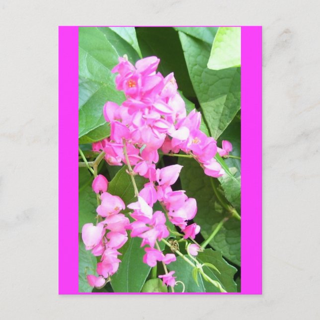 Antigonon leptopus, or Coral Vine, Postcard (Front)