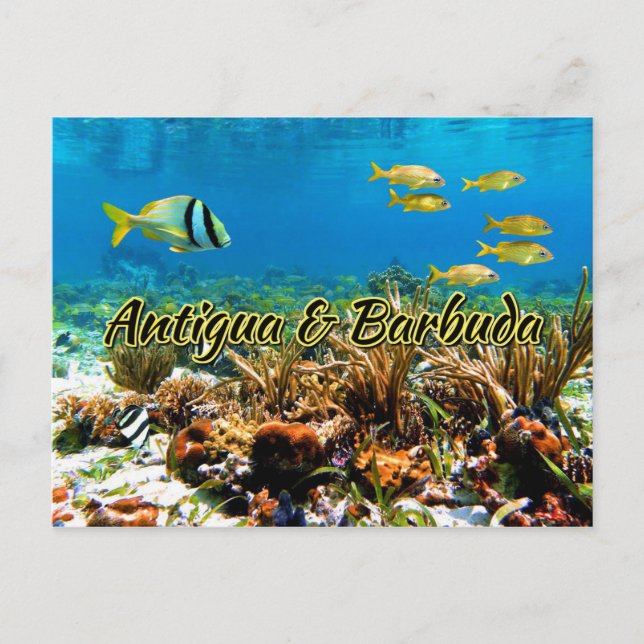 Antigua and Barbuda coral reef Postcard (Front)