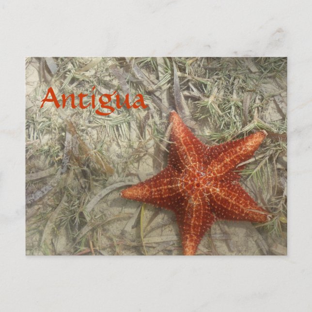 Antigua Starfish Postcard (Front)